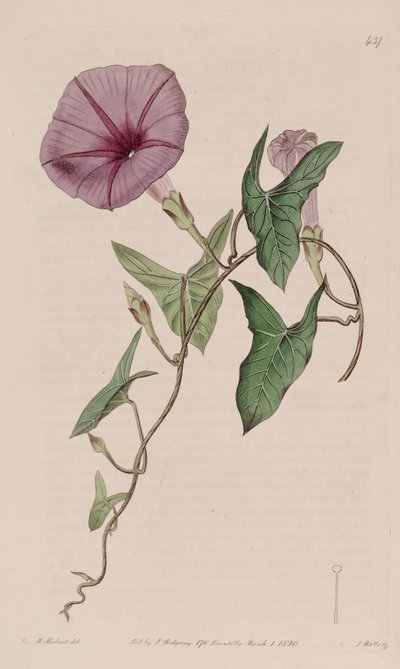 Ipomoea sagittata - Ker Gawler
